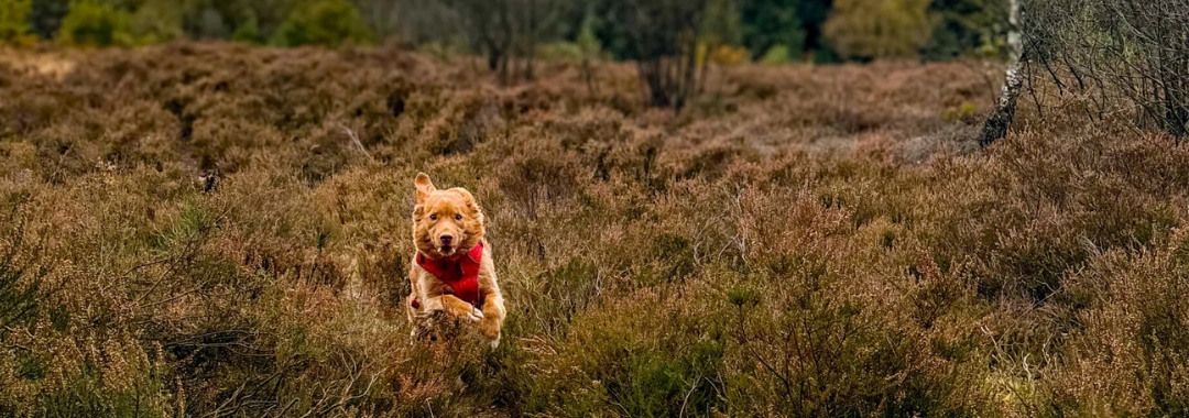 Honden Osteopaat Arnhem voor uw hond